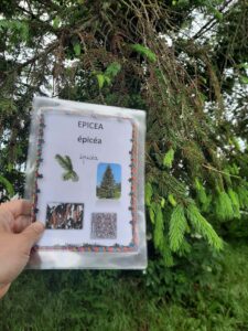 Les élèves de Mmes Camie, Sandrine et Eugénie à la chasse aux arbres de Sainte-Gertrude à Brugelette