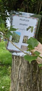 Les élèves de Mmes Camie, Sandrine et Eugénie à la chasse aux arbres de Sainte-Gertrude à Brugelette