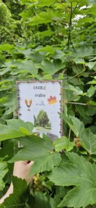 Les élèves de Mmes Camie, Sandrine et Eugénie à la chasse aux arbres de Sainte-Gertrude à Brugelette