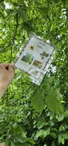Les élèves de Mmes Camie, Sandrine et Eugénie à la chasse aux arbres de Sainte-Gertrude à Brugelette
