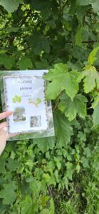 Les élèves de Mmes Camie, Sandrine et Eugénie à la chasse aux arbres de Sainte-Gertrude à Brugelette