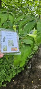 Les élèves de Mmes Camie, Sandrine et Eugénie à la chasse aux arbres de Sainte-Gertrude à Brugelette