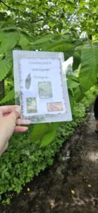 Les élèves de Mmes Camie, Sandrine et Eugénie à la chasse aux arbres de Sainte-Gertrude à Brugelette