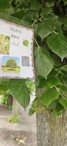 Les élèves de Mmes Camie, Sandrine et Eugénie à la chasse aux arbres de Sainte-Gertrude à Brugelette